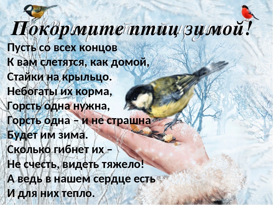 Защита и помощь человека птицам. Покормите птиц зимой стихотворение. Кормим птиц зимой. Акция Покормите птиц зимой. Стихи на тему Покормите птиц зимой.